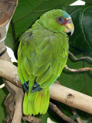White-fronted Parrot